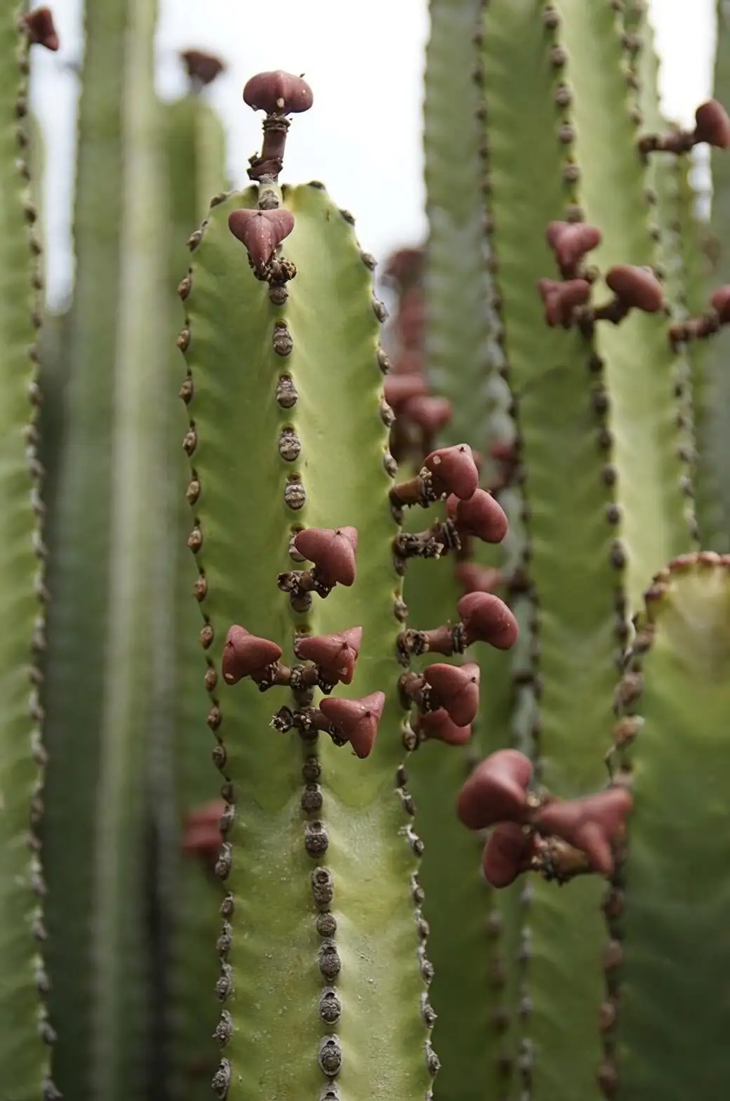 Euphorbia mammillaris mealybugs close-up