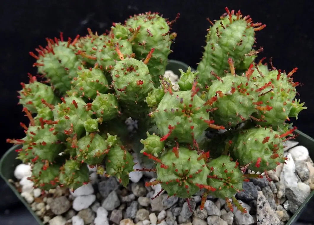 Euphorbia mammillaris red spine macro