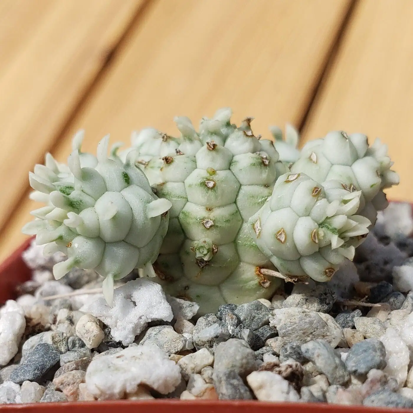 Euphorbia mammillaris morning sun window