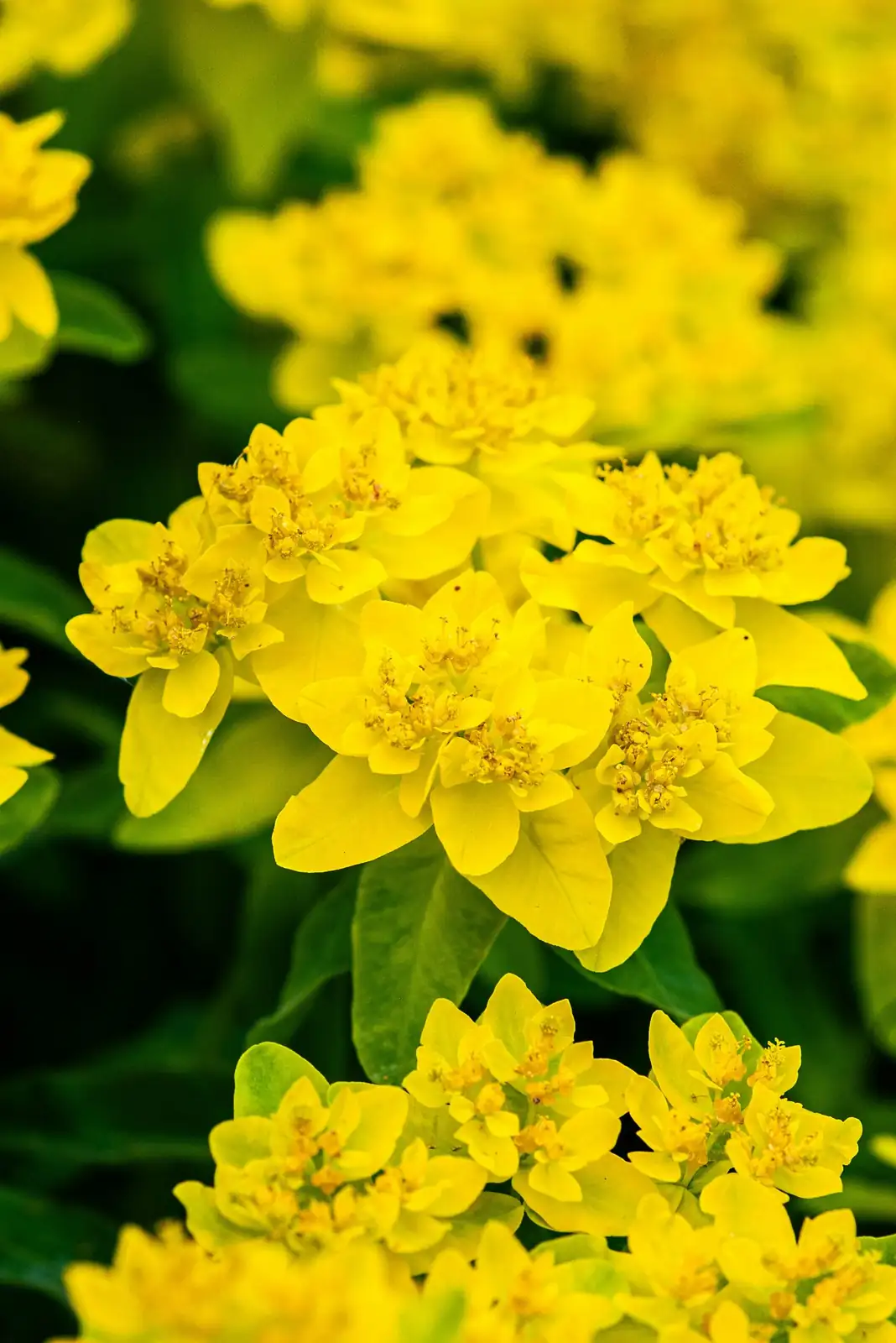 Euphorbia mammillaris healthy blush sunburn