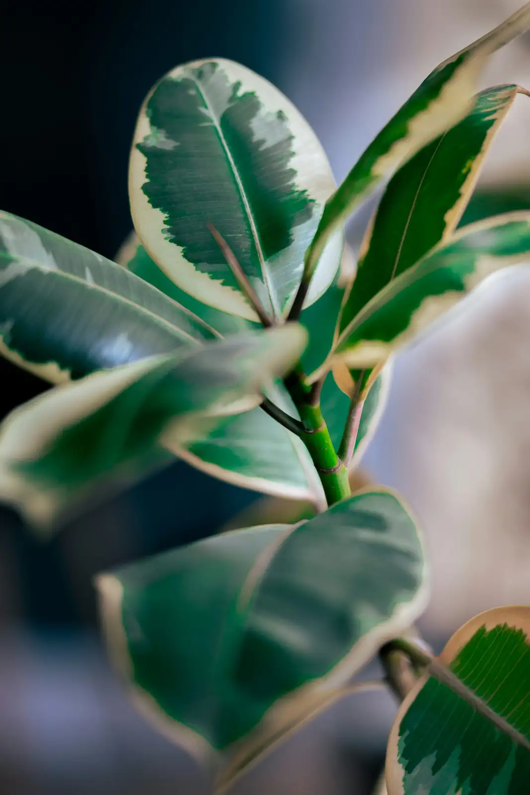 Mites vs. Mosaic: Beat Spider Mites and Mealybugs on Fittonia