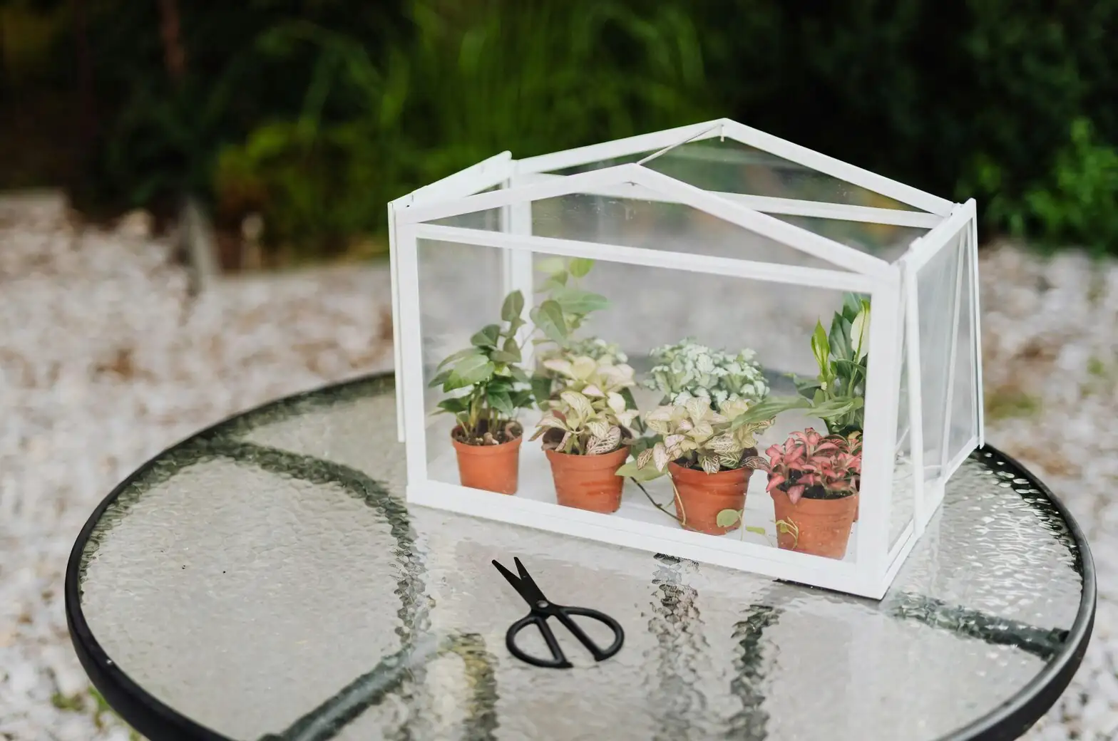 fittonia on pebble tray humidifier