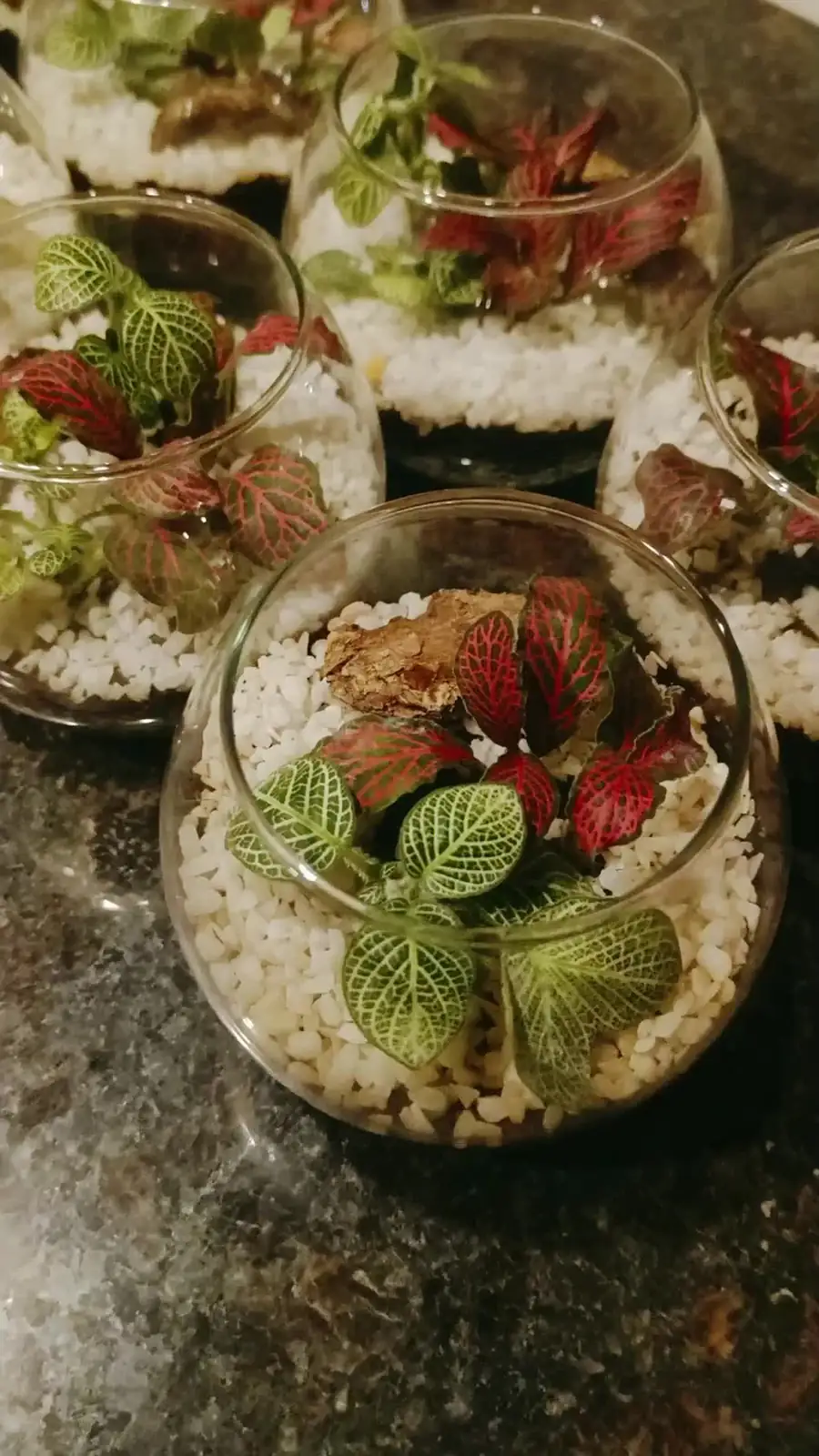 From Amazon Understory to Desk Diva: The Wild-to-Home Story of Fittonia