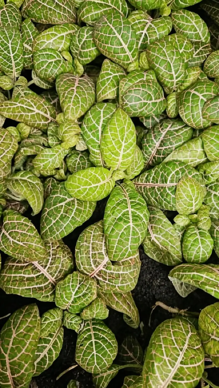 fittonia rainforest understory groundcover