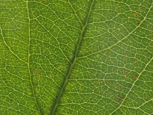 fittonia leaf veins macro