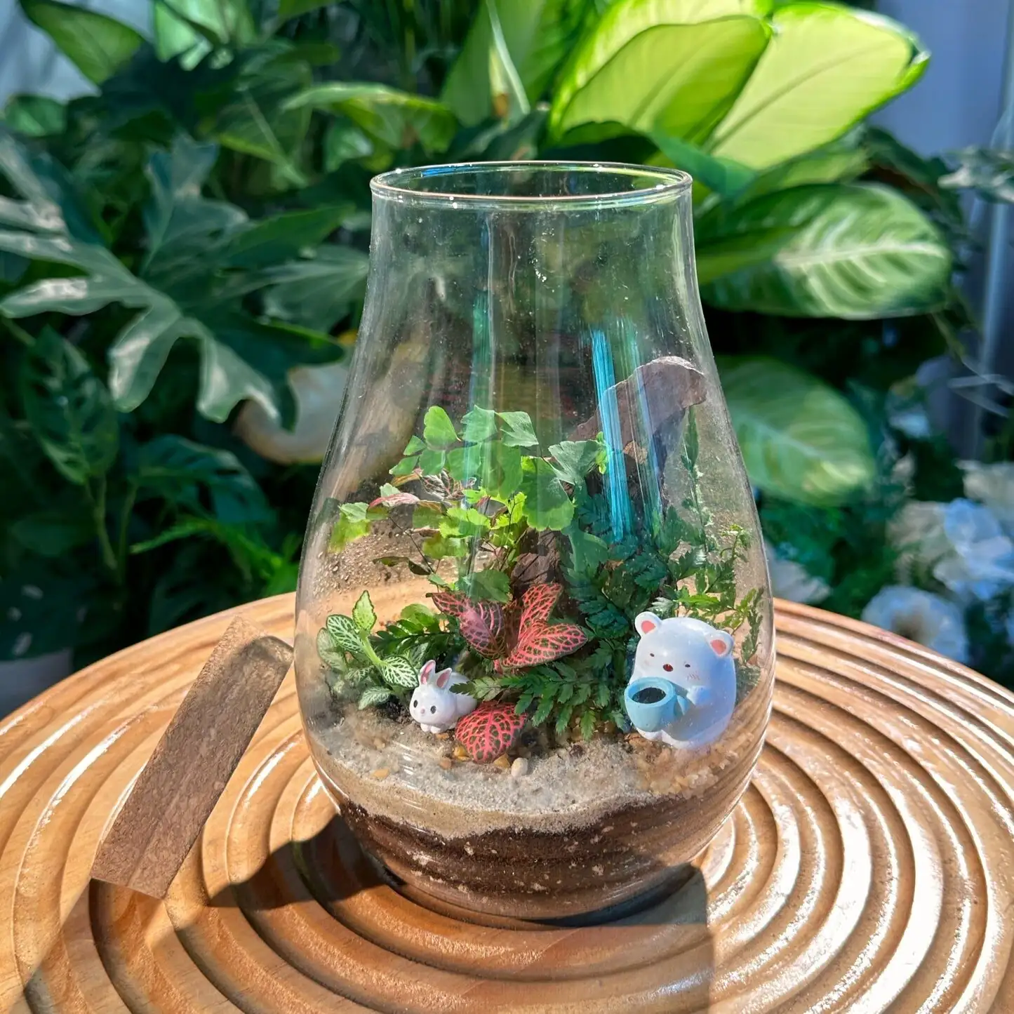 fittonia terrarium glass jar