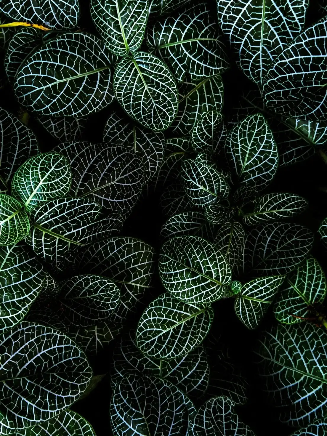 Veins of Vitality: Fittonia’s Modern Flower Language, Feng Shui, and Gifting