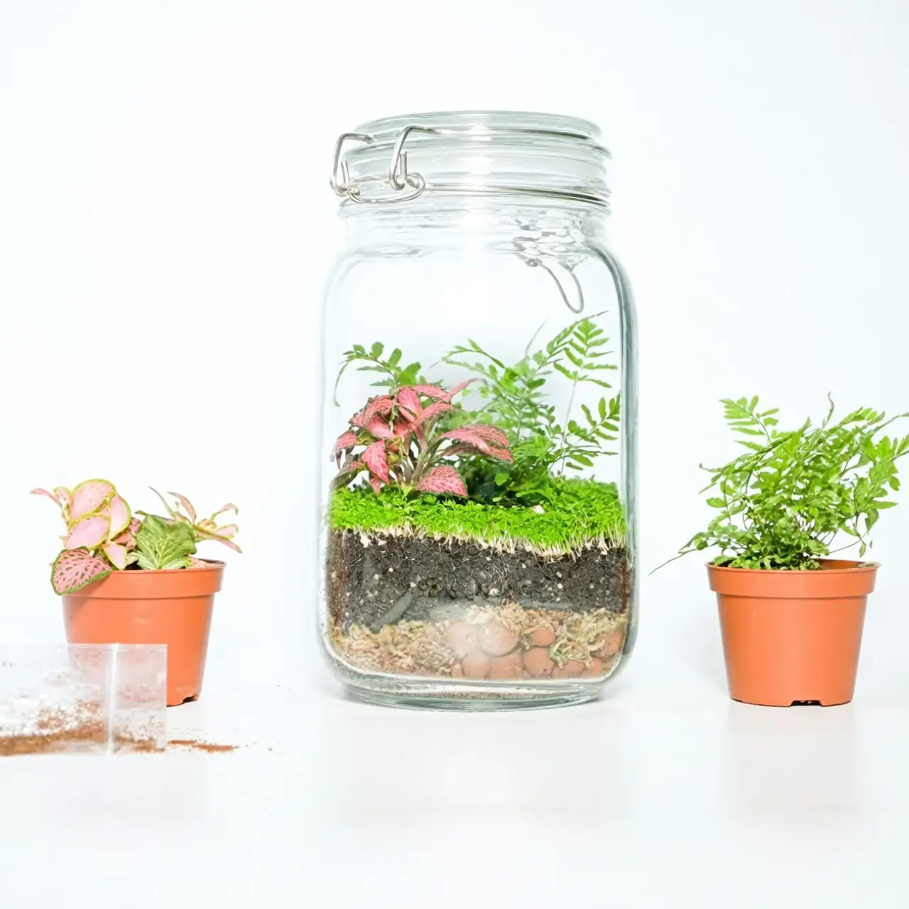 fittonia closed terrarium moss