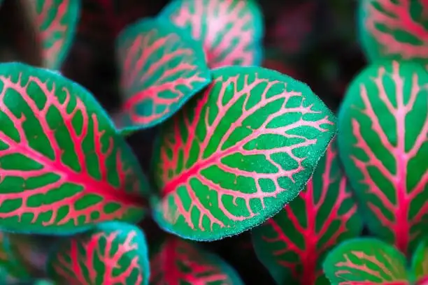fittonia leaves pink white veins