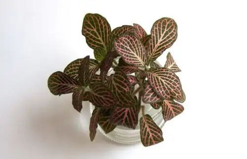 fittonia cuttings in water jar