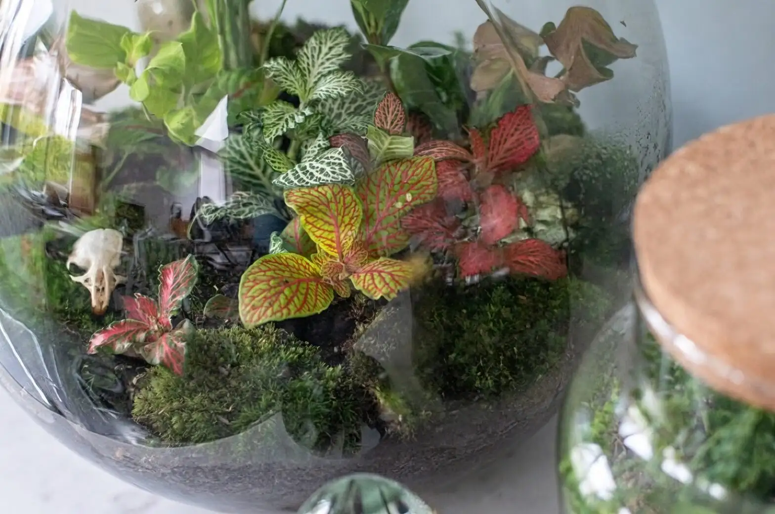 fittonia closed and open terrariums