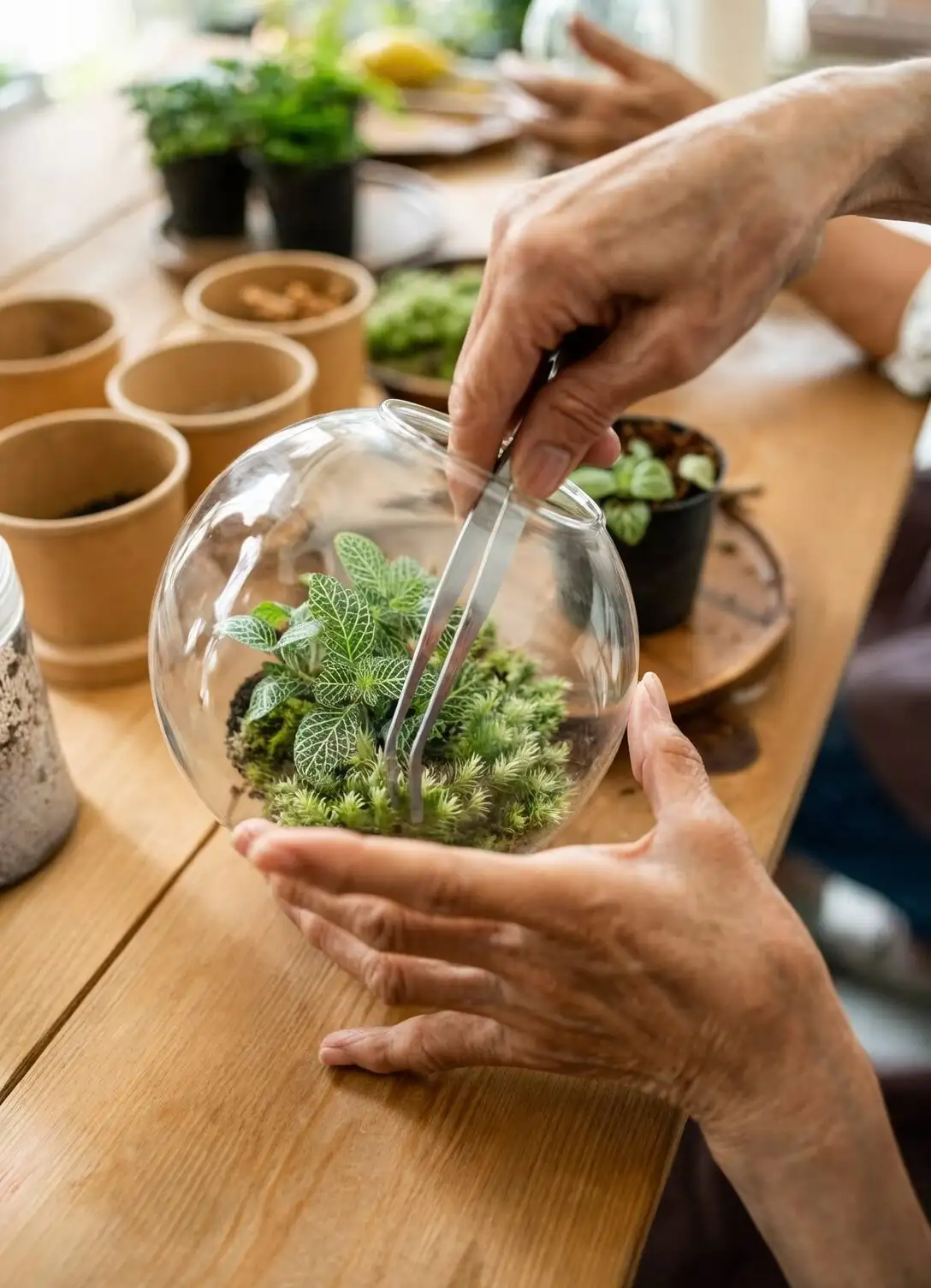 fittonia terrarium layering hands