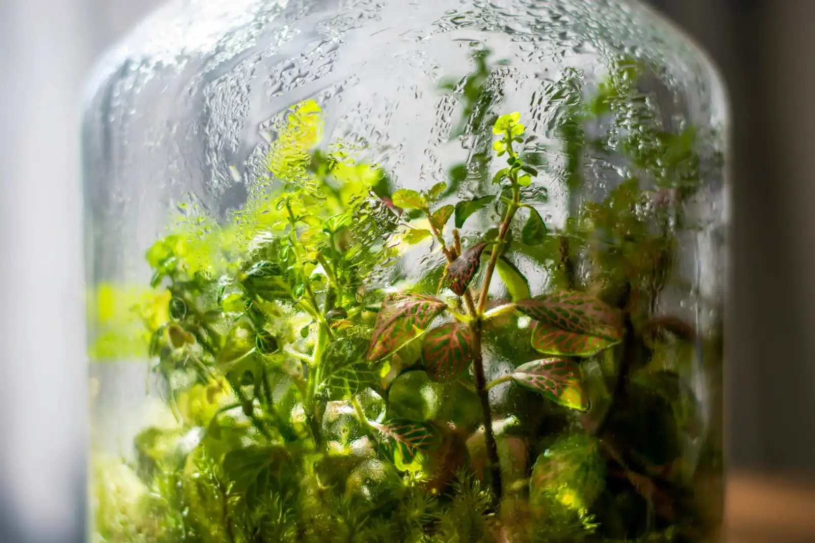 fittonia terrarium condensation glass