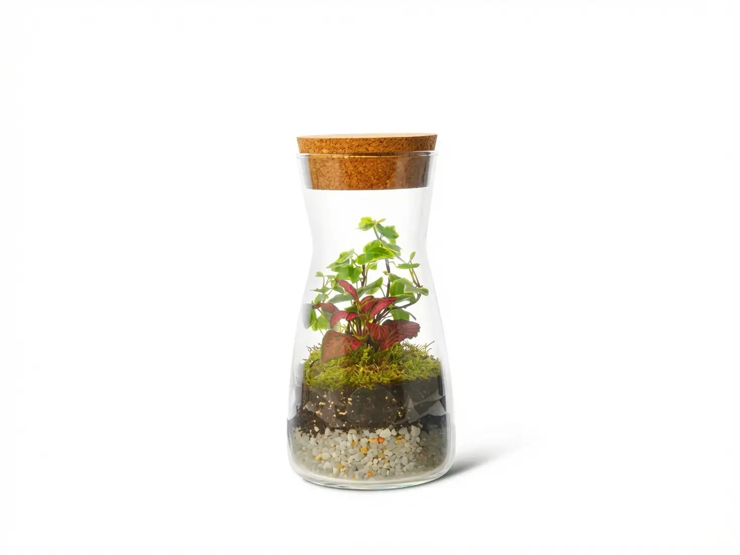 Living in Water: A 30-Day Fittonia Hydro Trial (Schedule, Nutrients, Pitfalls)