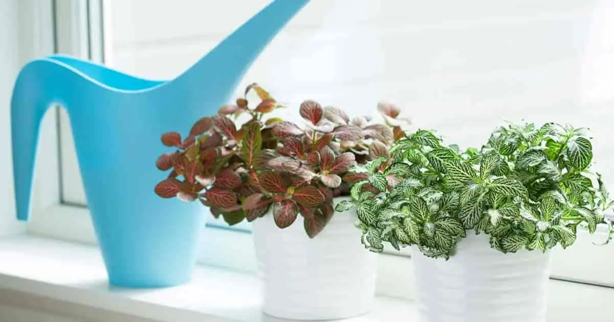 fittonia roots rinsing under faucet