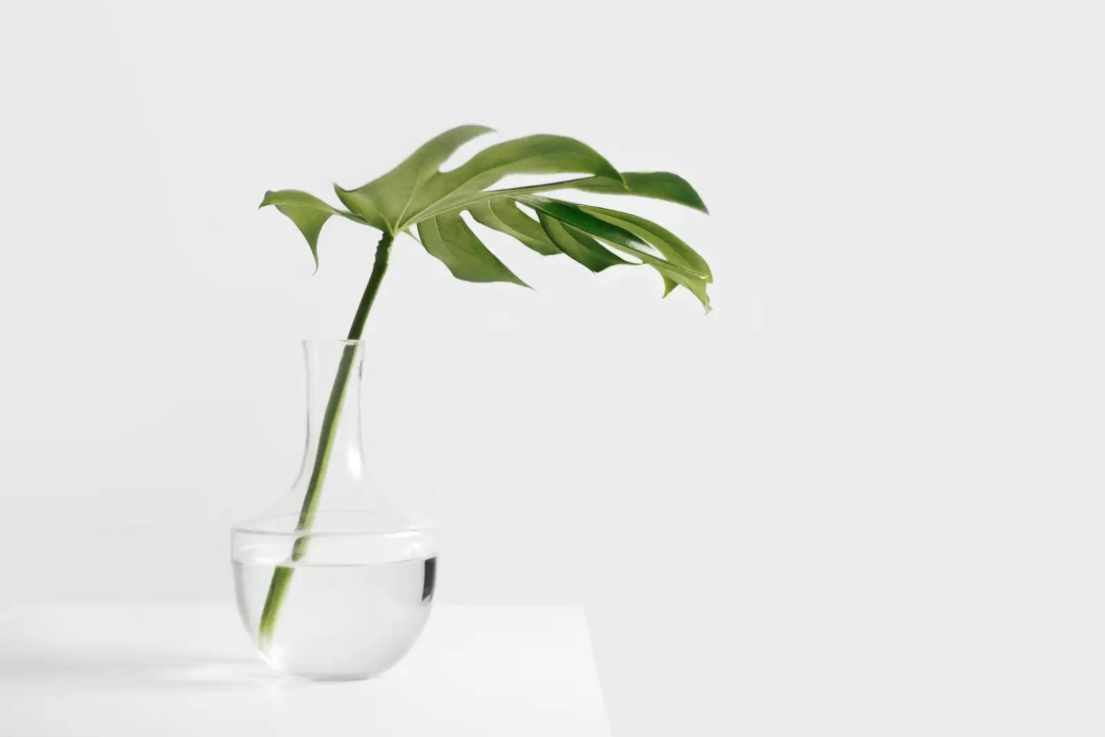 fittonia nutrient syringe into vase
