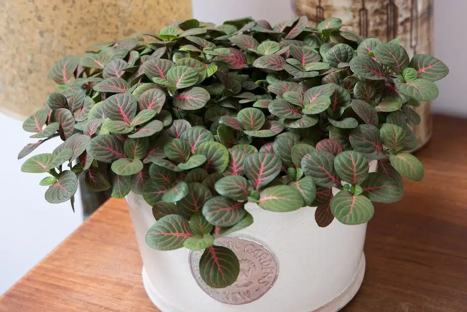 fittonia on bathroom windowsill