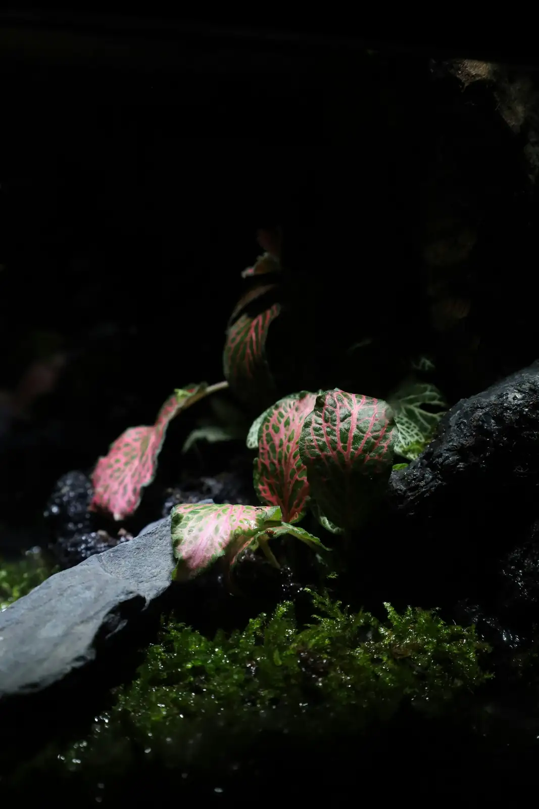 Small but Mighty Team: Terrarium Companions That Keep Fittonia Happy