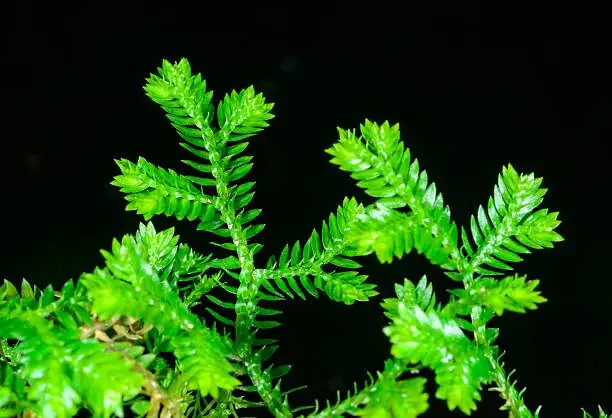 fittonia with selaginella carpet