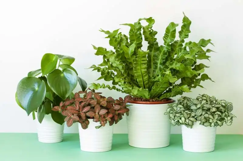 fittonia with peperomia rosso