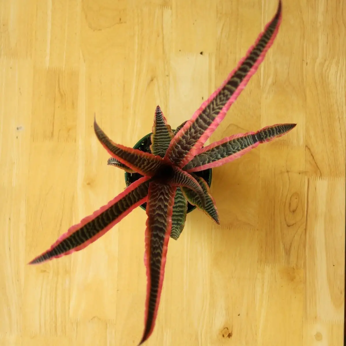 fittonia with cryptanthus rosette