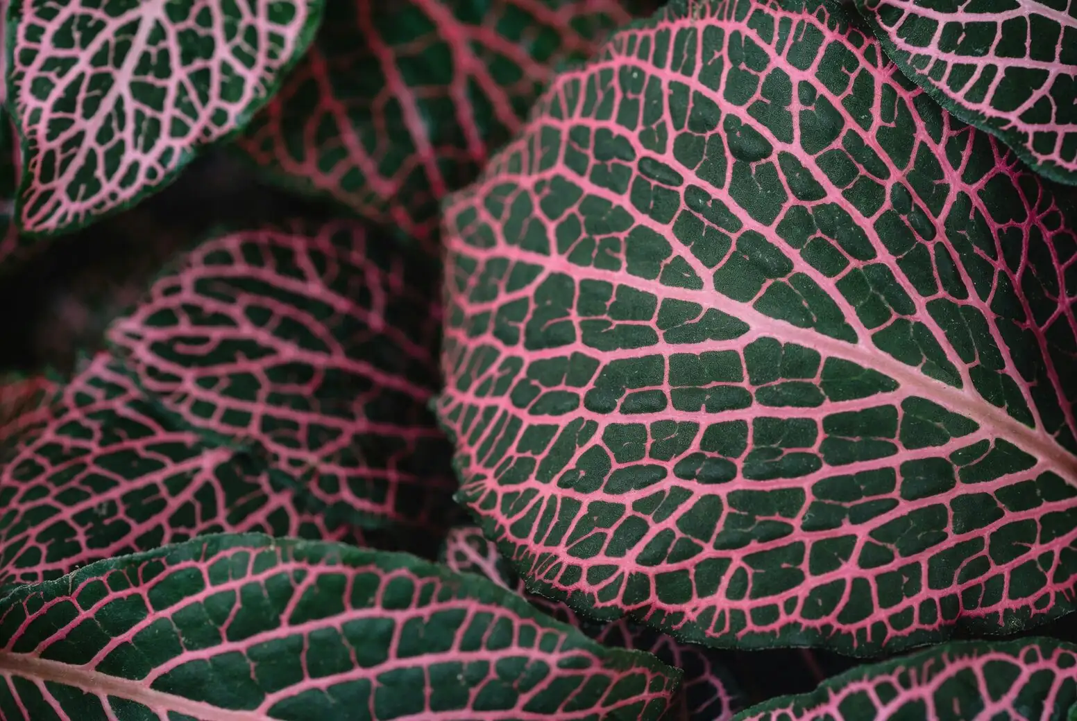 Color Pop for Tiny Spaces: Styling the Pet-Friendly Nerve Plant