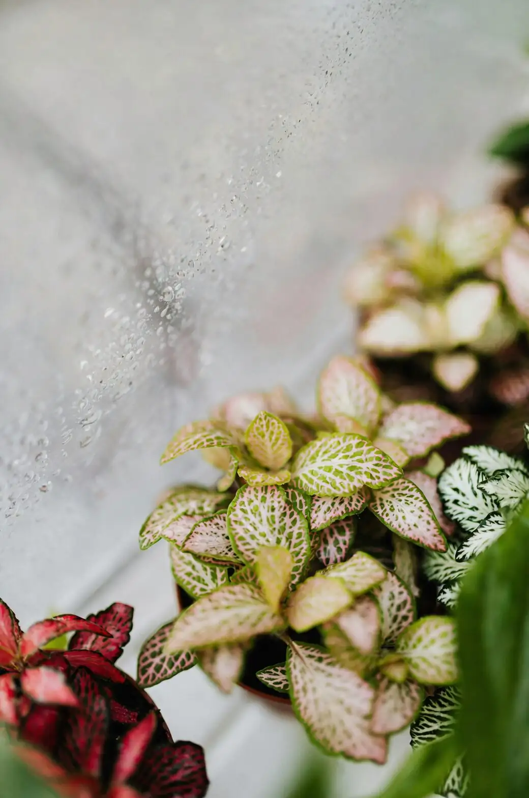 fittonia hanging planter cascade window