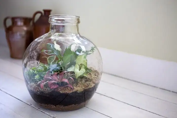 fittonia closed terrarium with cat