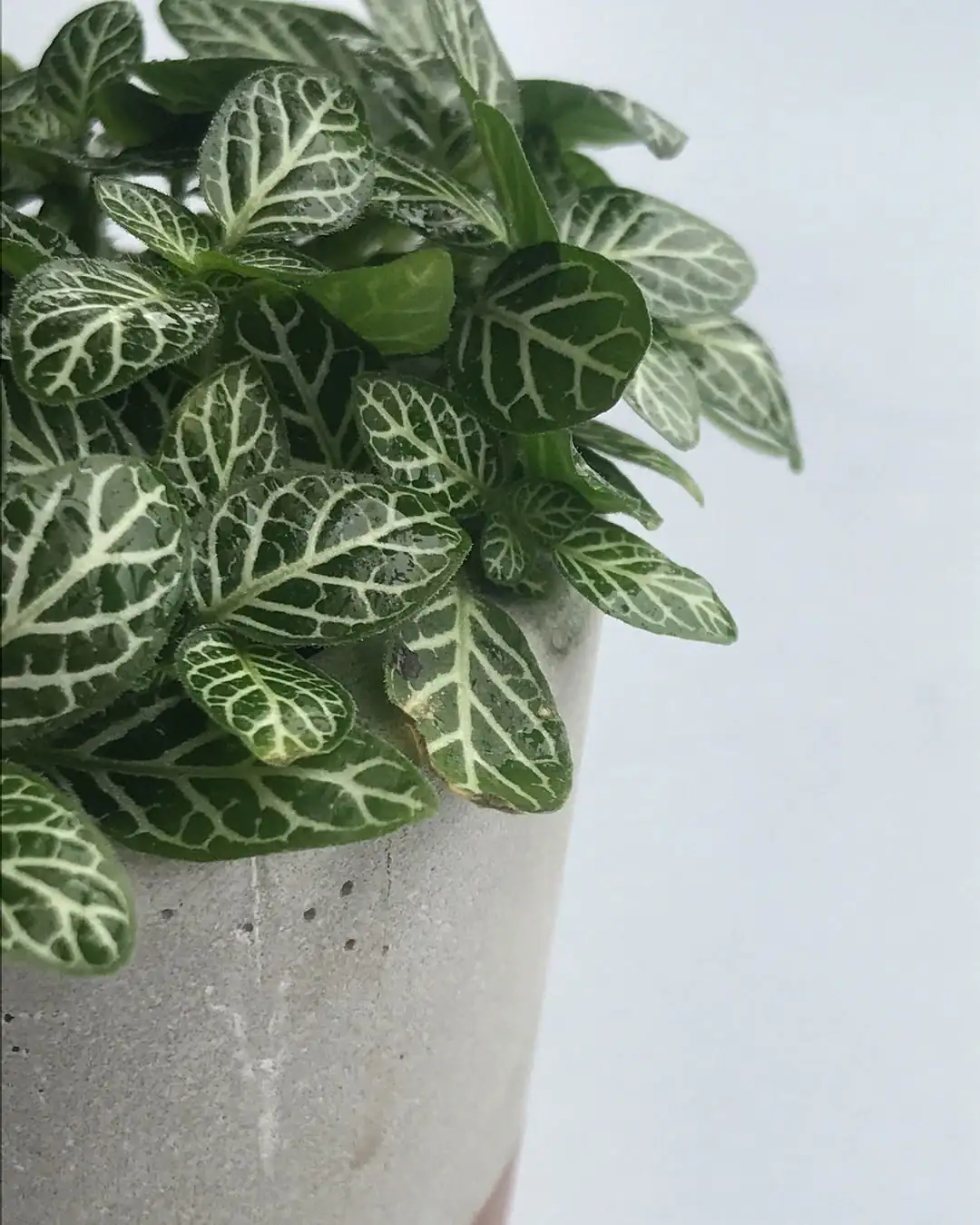 Yellow Leaves, Sudden Slumps: Diagnose Fittonia Problems in 5 Steps