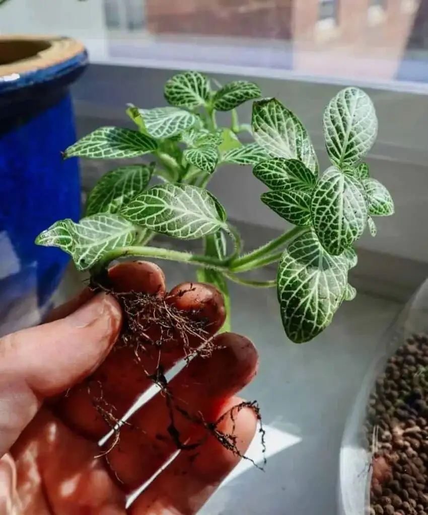 fittonia repotting perlite drainage holes