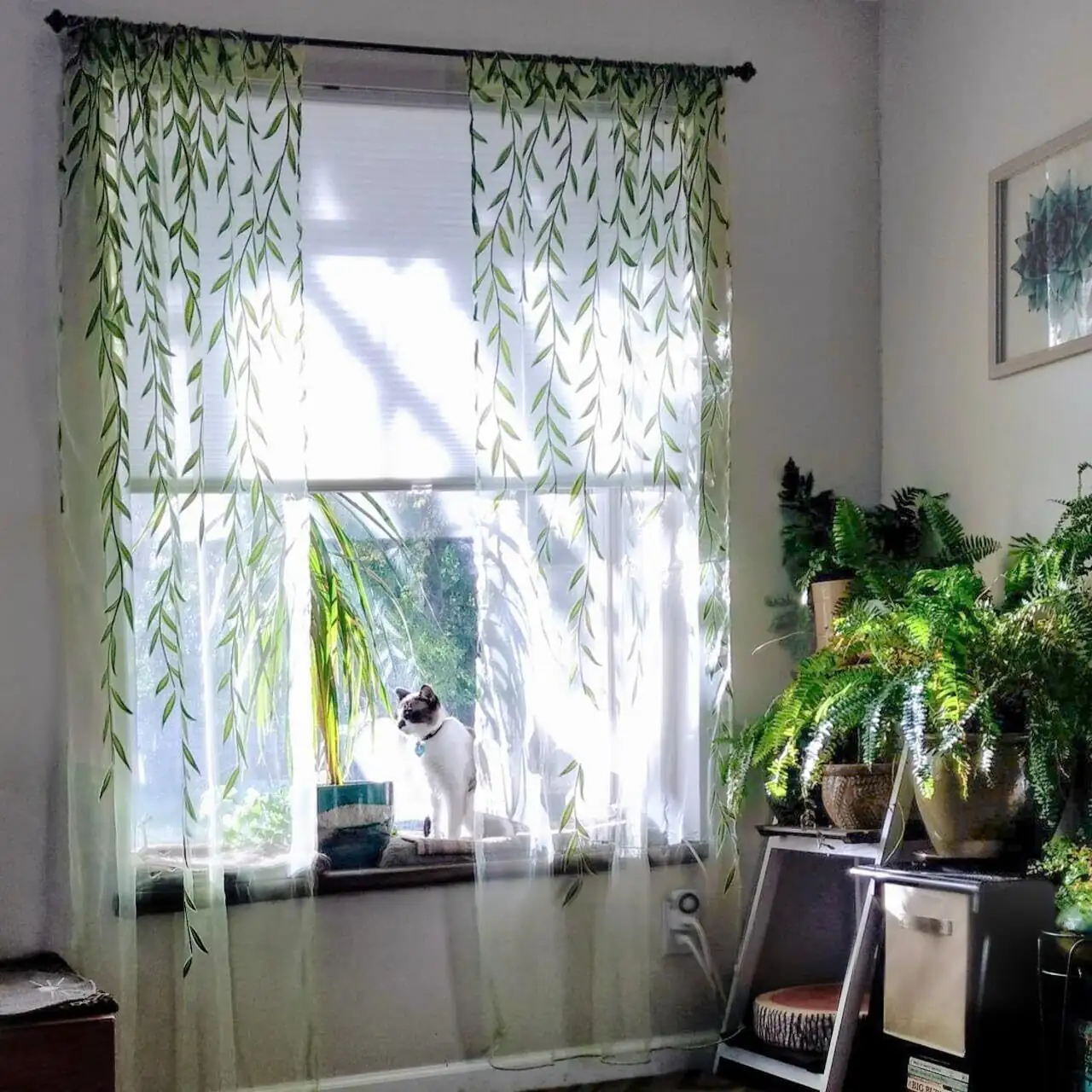 fittonia near east window sheer curtain