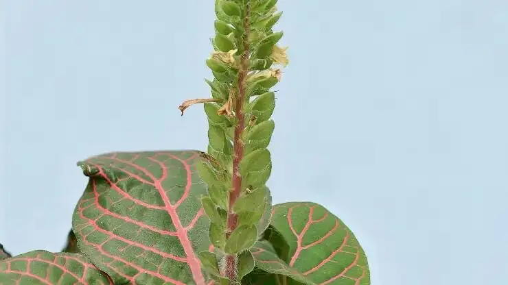 fittonia tip pinching scissors close-up