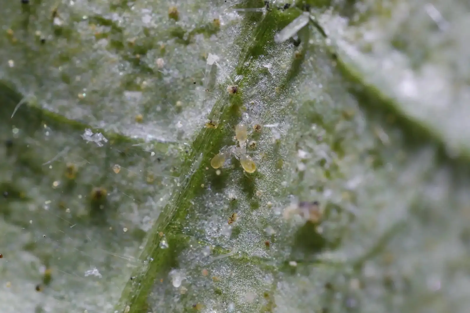 fittonia spider mite close up