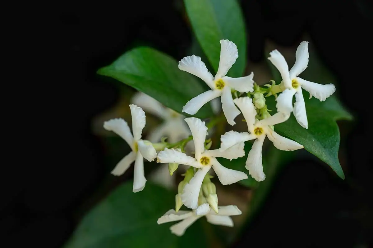 Keep Those Cream Edges Glowing: Light, Water, and Winter Tricks for Variegated Star Jasmine