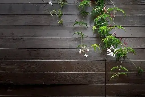 variegated star jasmine hand watering