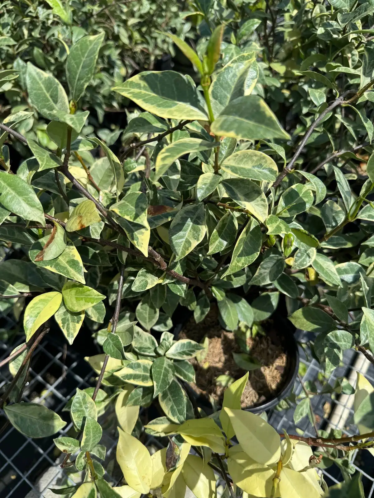Spider Mites, Leaf Spots, and Reversion—Your Variegated Star Jasmine Survival Guide