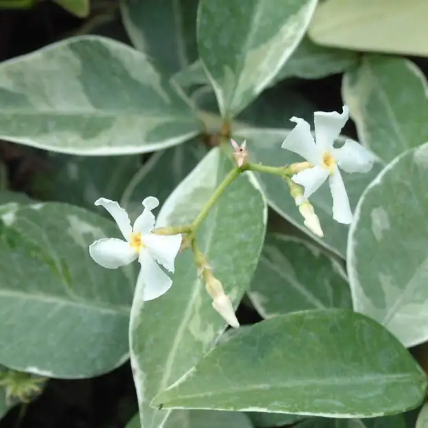 variegated star jasmine spider mites