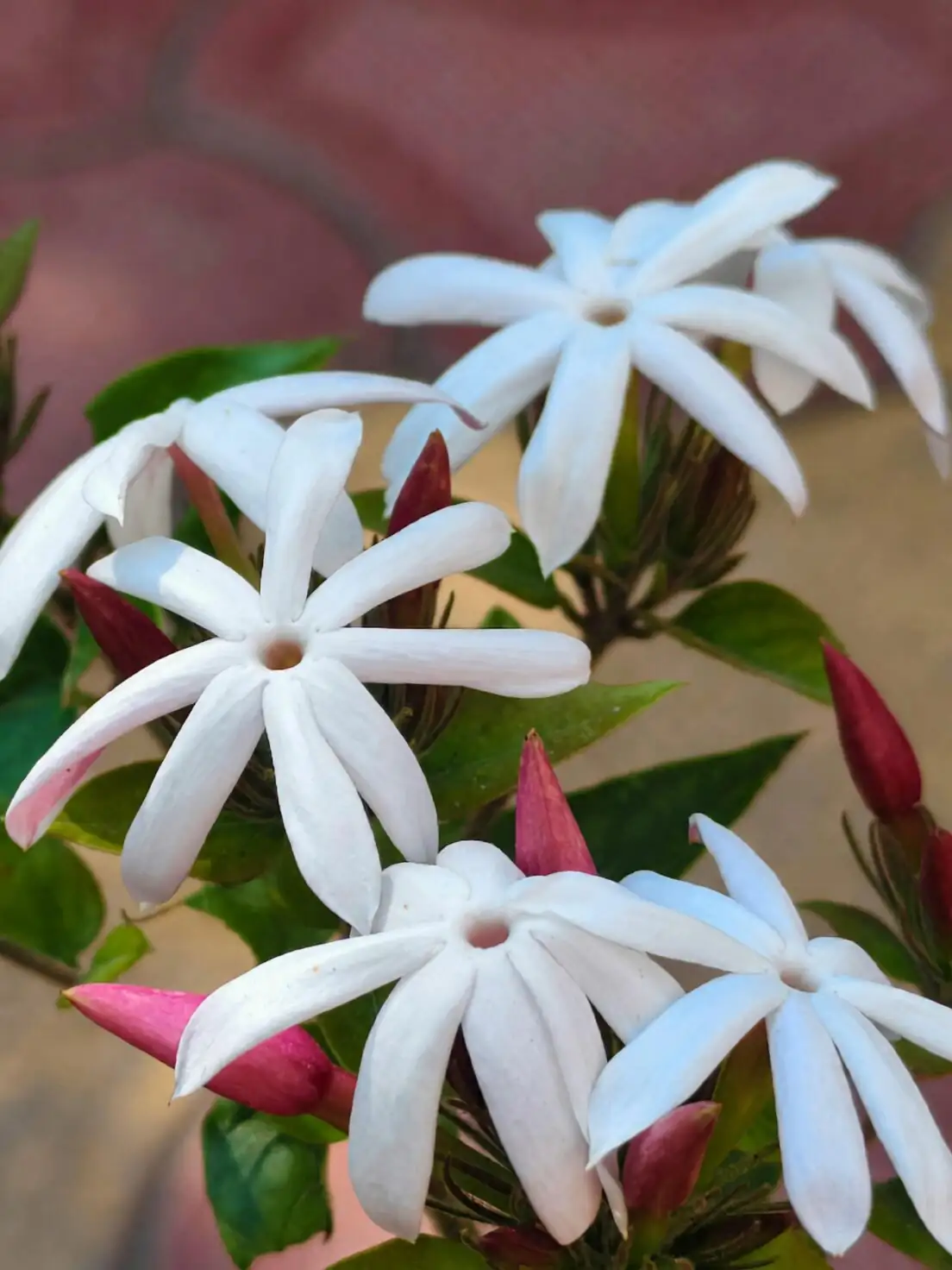 variegated star jasmine leaf spot