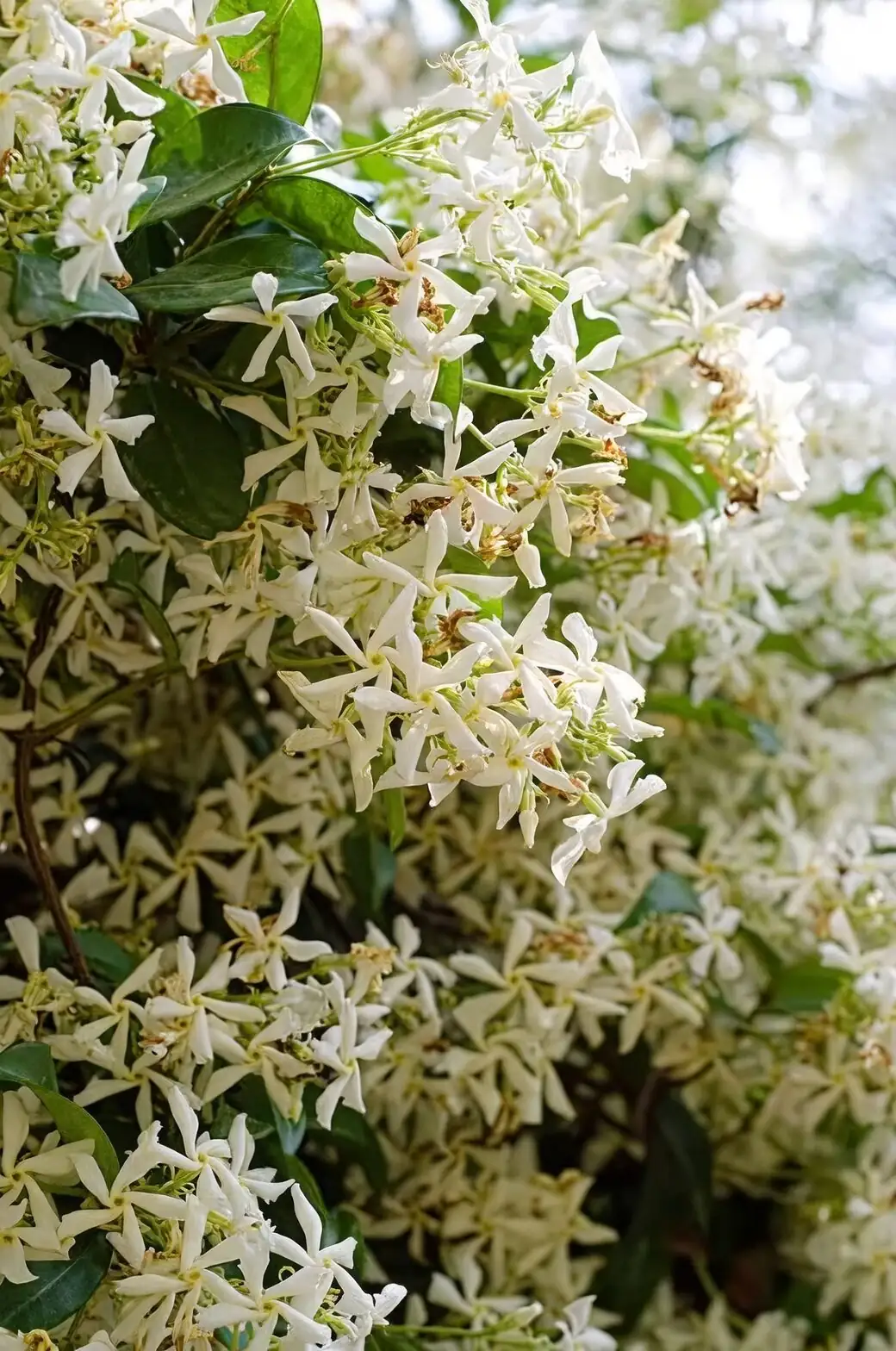 variegated star jasmine reversion pruning