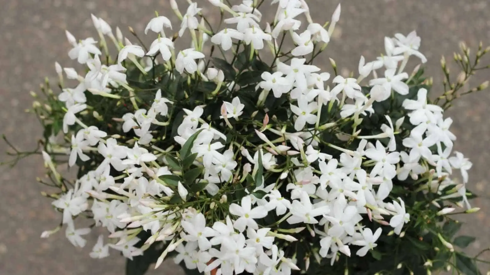 From Garden Lab to Living Room: How Variegated Star Jasmine Became a Designer Cultivar