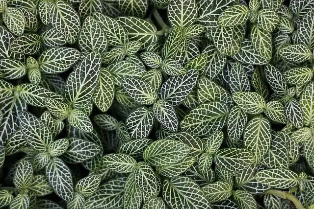 variegated star jasmine leaf variegation close-up