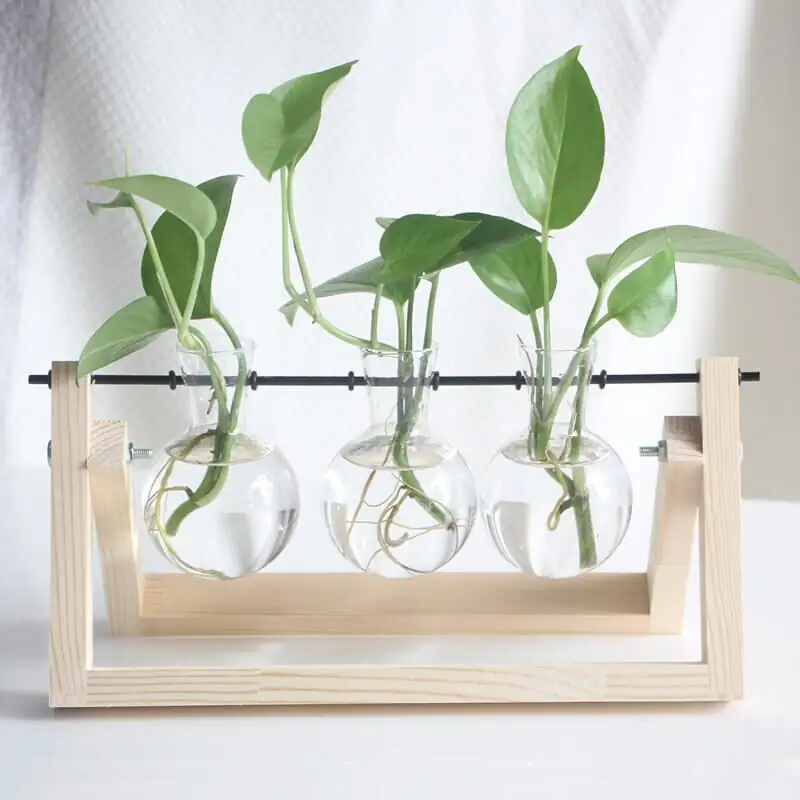 variegated star jasmine hydroponic glass vase