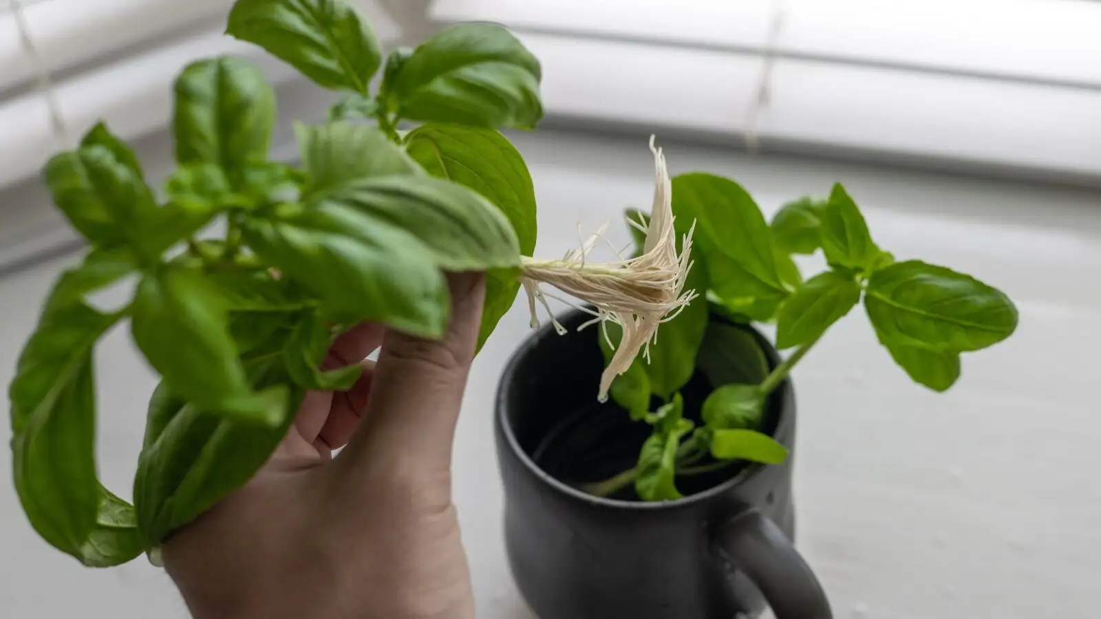 variegated star jasmine cuttings rooting water