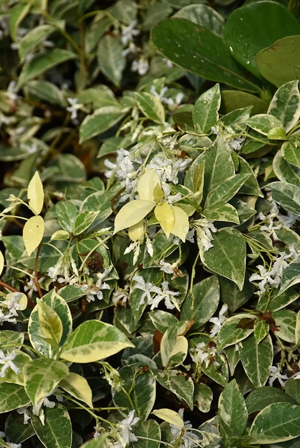 Five Quirks You Will Love: Why This Vine Thrives in Water, Roots in Weeks, and Sometimes Goes All-Green
