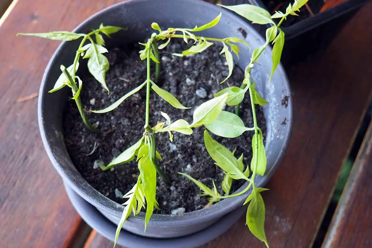 variegated star jasmine cuttings rooting