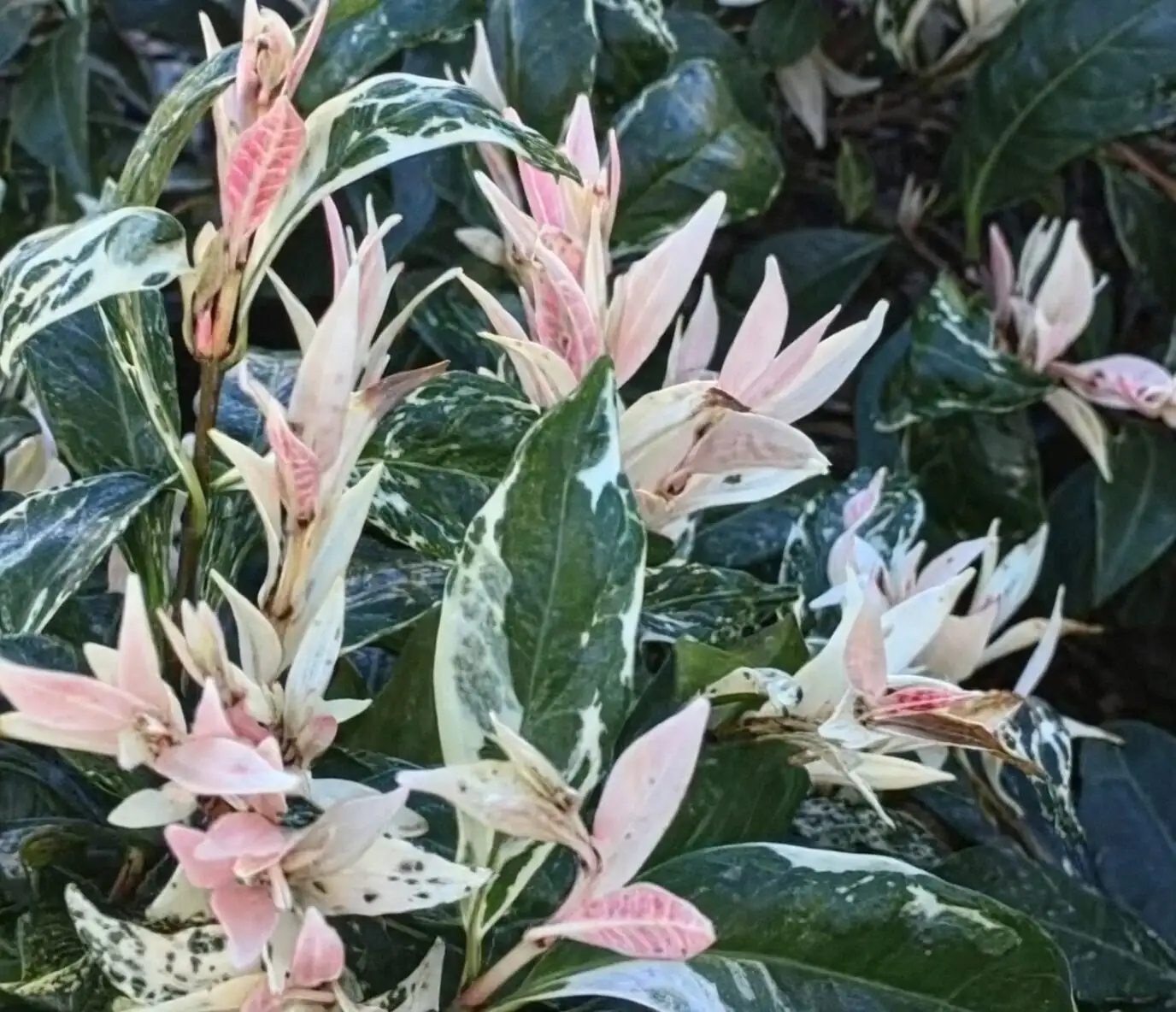 variegated star jasmine hanging basket