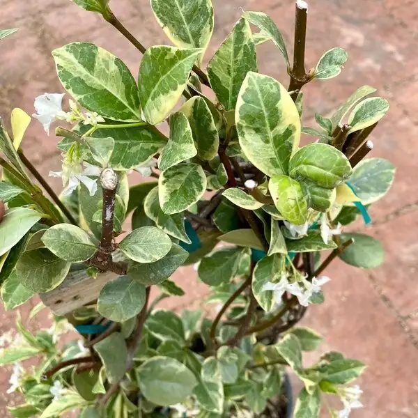 variegated star jasmine hoop topiary shelf