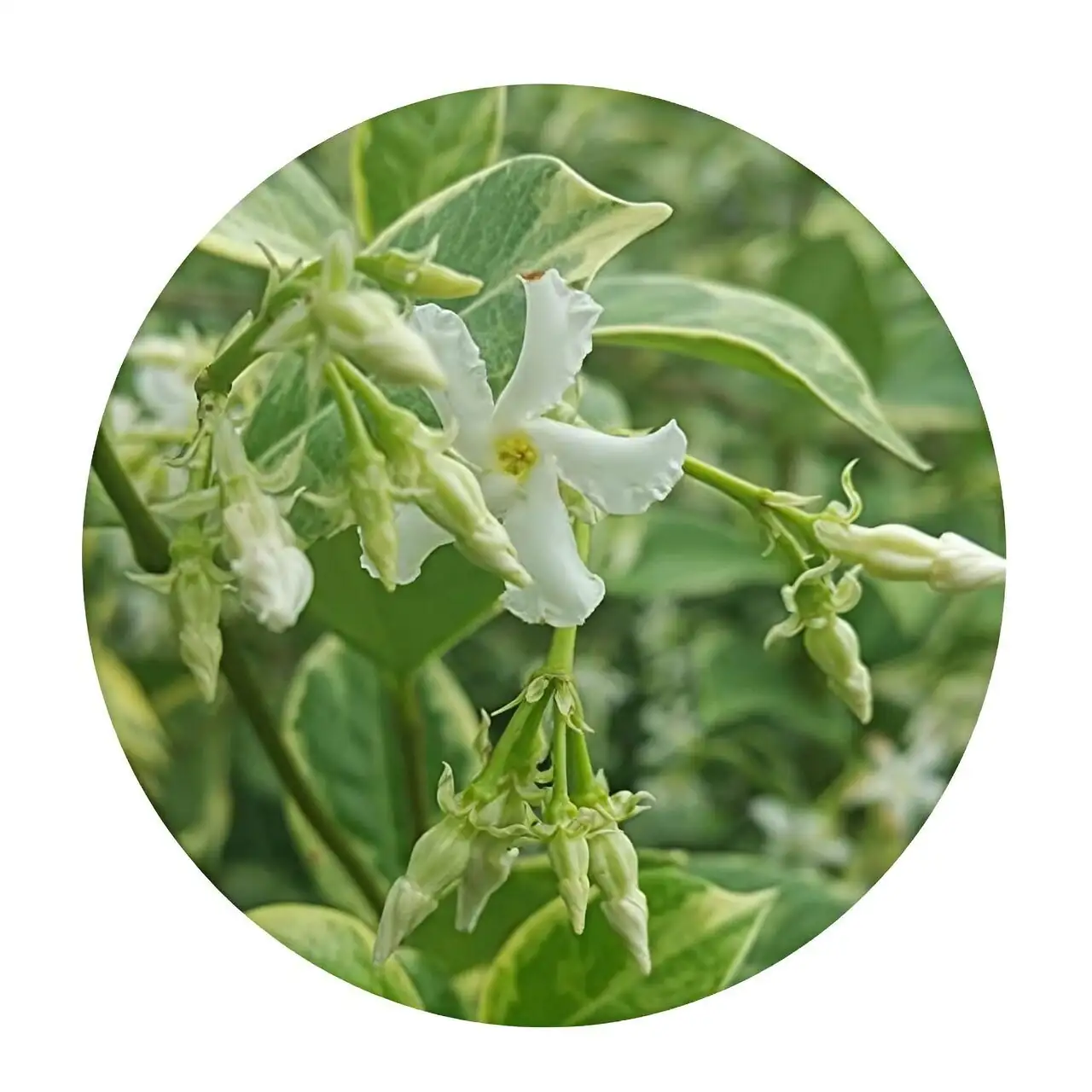 variegated star jasmine leaf close up
