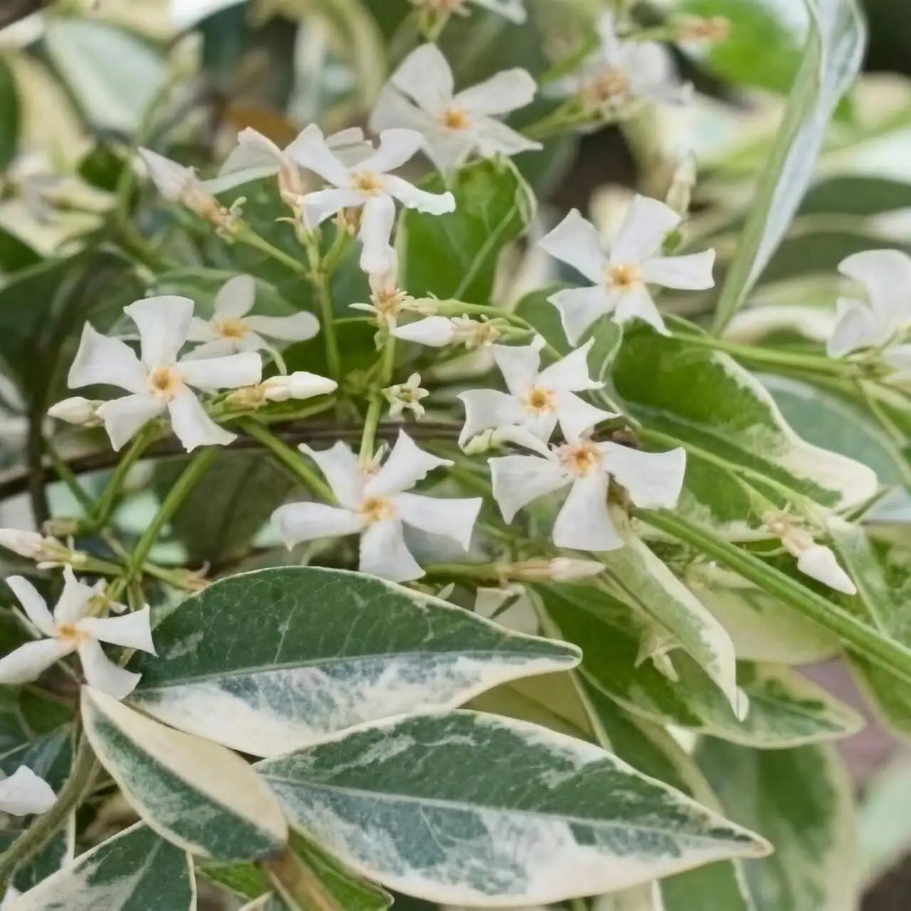 Shelf, Trellis, or Hanging Cloud? Styling Variegated Star Jasmine for Small-Space Impact