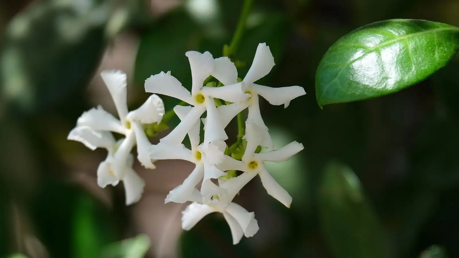 variegated star jasmine leaf close-up